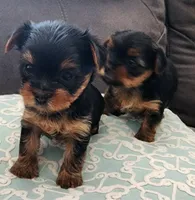 Teacup Yorkie, a female Yorkshire Terrier for sale in Allensville, KY – 2 of 7