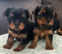 Teacup Yorkie, a female Yorkshire Terrier for sale in Allensville, KY – 4 of 7