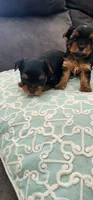 Teacup Yorkie, a female Yorkshire Terrier for sale in Allensville, KY – 3 of 7