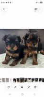 Teacup Yorkie, a male Yorkshire Terrier for sale in Allensville, KY – 7 of 8