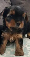 Teacup Yorkie, a male Yorkshire Terrier for sale in Allensville, KY – 6 of 8