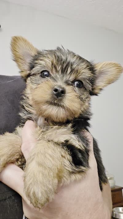Teacup Yorkie, a male Yorkshire Terrier for sale in Allensville, KY – 8 of 8