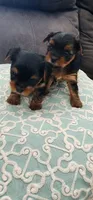 Teacup Yorkie, a female Yorkshire Terrier for sale in Allensville, KY – 6 of 7