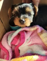 Teacup Yorkie, a male Yorkshire Terrier for sale in Allensville, KY – 2 of 8
