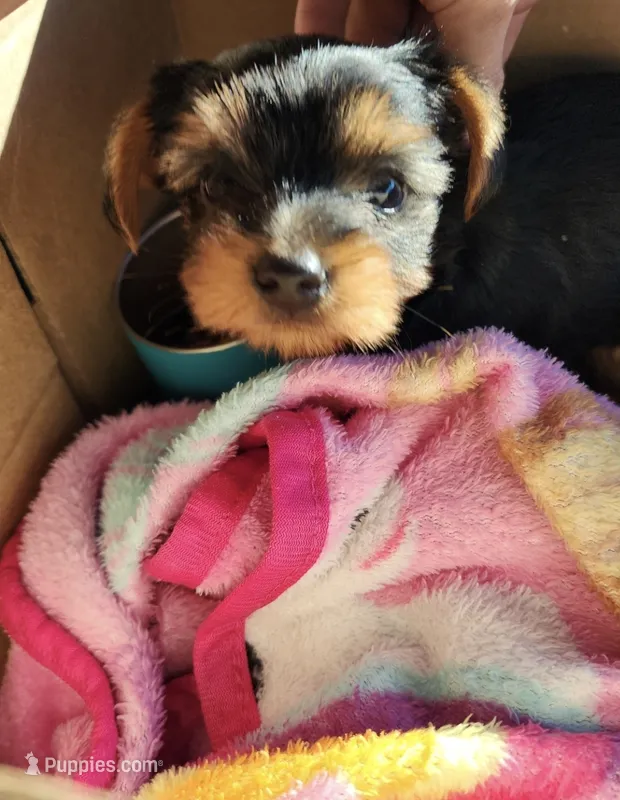 Teacup Yorkie – Yorkshire Terrier puppy for sale in Allensville, KY