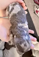 Madeline, a female Goldendoodle for sale in Wake Forest, NC – Photo 2 of 2