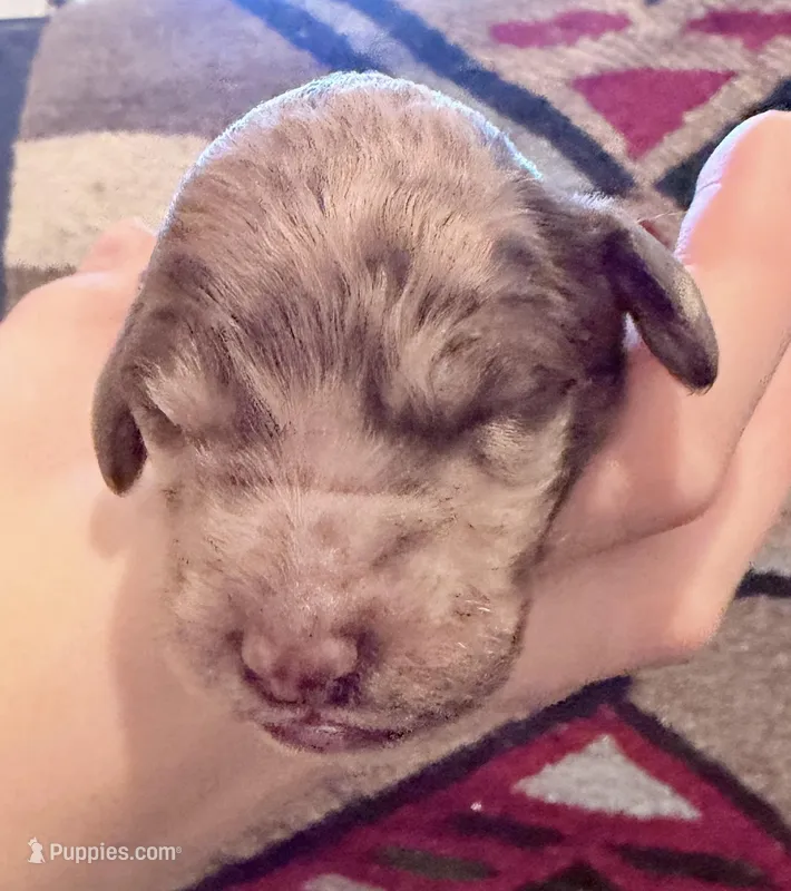 Madeline, a female Goldendoodle for sale in Wake Forest, NC – Photo 1 of 2