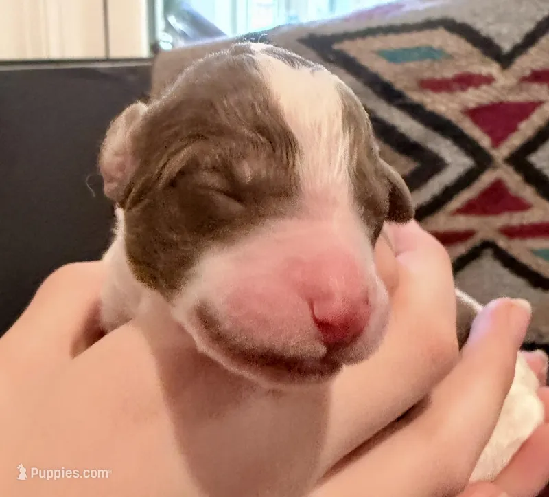 Latte, a female Goldendoodle for sale in Wake Forest, NC – Photo 1 of 2