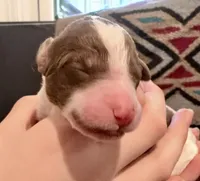 Latte, a female Goldendoodle for sale in Wake Forest, NC – Photo 1 of 2