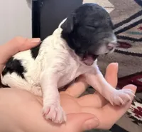 Éclair , a male Goldendoodle for sale in Wake Forest, NC – Photo 2 of 3