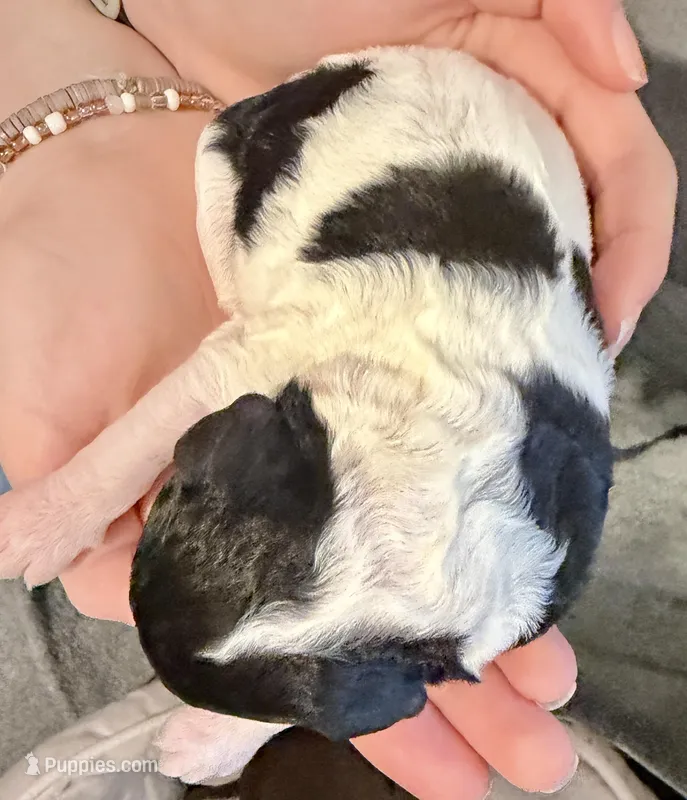 Éclair , a male Goldendoodle for sale in Wake Forest, NC – Photo 1 of 3