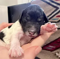 Éclair , a male Goldendoodle for sale in Wake Forest, NC – Photo 3 of 3