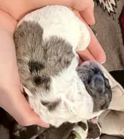 Cupcake, a female Goldendoodle for sale in Wake Forest, NC – Photo 1 of 3