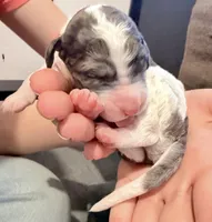 Cupcake, a female Goldendoodle for sale in Wake Forest, NC – Photo 2 of 3