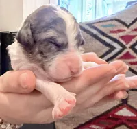 Cupcake, a female Goldendoodle for sale in Wake Forest, NC – Photo 3 of 3