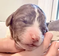 Churro, a male Goldendoodle for sale in Wake Forest, NC – Photo 1 of 2