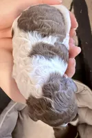 Churro, a male Goldendoodle for sale in Wake Forest, NC – Photo 2 of 2