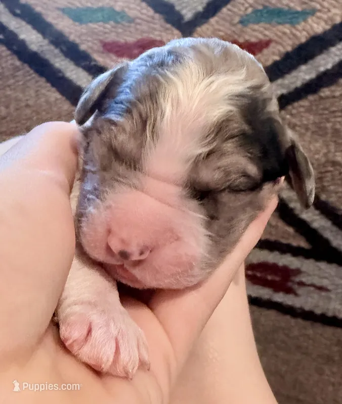 Biscotti, a male Goldendoodle for sale in Wake Forest, NC – Photo 1 of 3