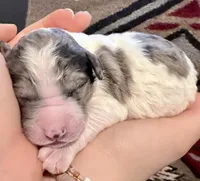 Biscotti, a male Goldendoodle for sale in Wake Forest, NC – Photo 2 of 3