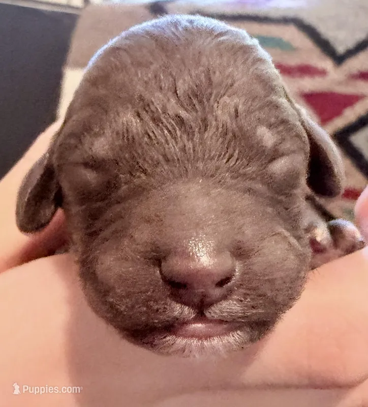 Brownie, a male Goldendoodle for sale in Wake Forest, NC – Photo 1 of 2