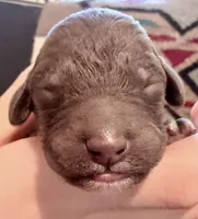 Brownie, a male Goldendoodle for sale in Wake Forest, NC – Photo 1 of 2