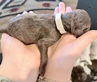 Brownie, a male Goldendoodle for sale in Wake Forest, NC – Photo 2 of 2