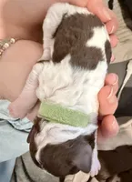 Truffle, a female Goldendoodle for sale in Wake Forest, NC – Photo 2 of 2