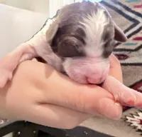 Truffle, a female Goldendoodle for sale in Wake Forest, NC – Photo 1 of 2