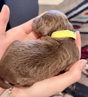 Mocha, a male Goldendoodle for sale in Wake Forest, NC – Photo 2 of 2