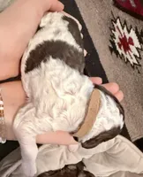 Canoli, a male Goldendoodle for sale in Wake Forest, NC – Photo 2 of 2