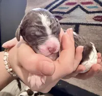 Canoli, a male Goldendoodle for sale in Wake Forest, NC – Photo 1 of 2