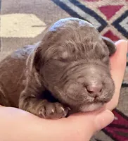 Pudding, a male Goldendoodle for sale in Wake Forest, NC – Photo 1 of 2