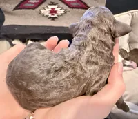 Pudding, a male Goldendoodle for sale in Wake Forest, NC – Photo 2 of 2