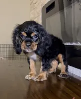 Himote, a male Cocker Spaniel for sale in Katy, TX – 2 of 2