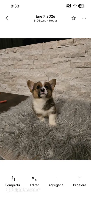 Corgi