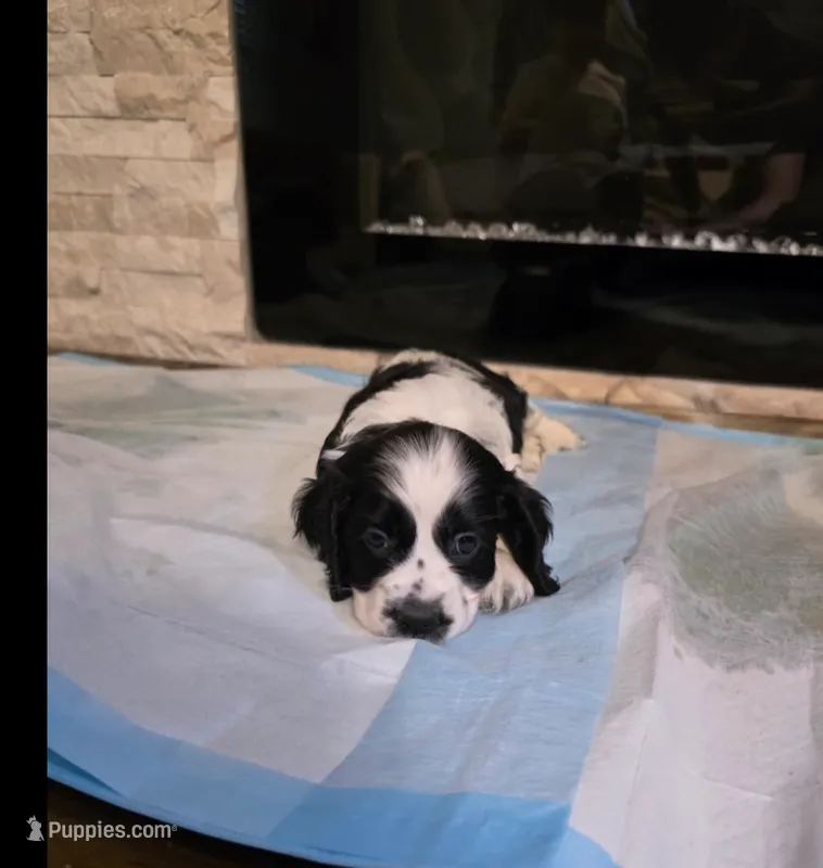 Oreo – Cocker Spaniel puppy for sale in Katy, TX
