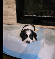 Oreo, a male Cocker Spaniel for sale in Katy, TX – 1 of 1