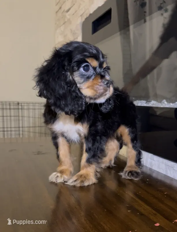 Himote – Cocker Spaniel puppy for sale in Katy, TX