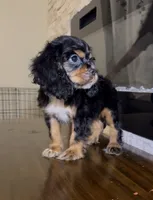 Himote, a male Cocker Spaniel for sale in Katy, TX – 1 of 2
