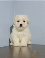 Maltipoo , a female Maltipoo for sale in Katy, TX – 1 of 1