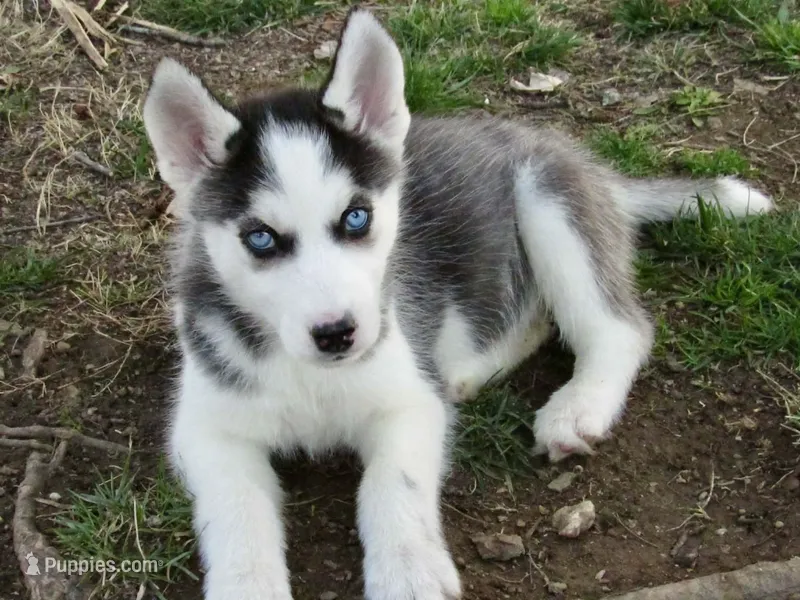 Pebble – Siberian Husky puppy for sale in Waynesboro, VA