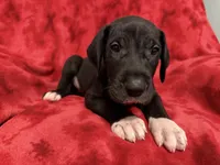 Puppy 4, a male Great Dane for sale in Hardinsburg, IN – 2 of 2