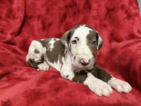 Puppy 1, a male Great Dane for sale in Hardinsburg, IN – 2 of 2