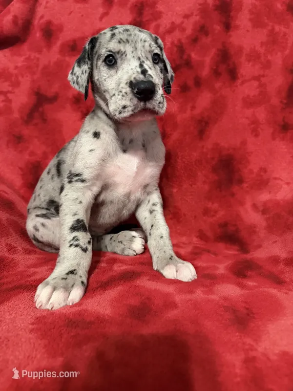 Puppy 5 – Great Dane puppy for sale in Hardinsburg, IN