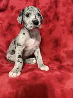 Puppy 5, a female Great Dane for sale in Hardinsburg, IN – 1 of 2