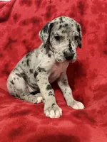 Puppy 5, a female Great Dane for sale in Hardinsburg, IN – 2 of 2