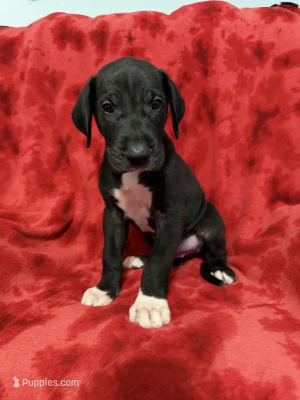 Puppy 4 – Great Dane puppy for sale in Hardinsburg, IN