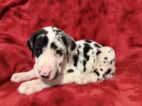 Puppy 2, a male Great Dane for sale in Hardinsburg, IN – 2 of 2