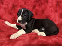 Puppy 3, a male Great Dane for sale in Hardinsburg, IN – 2 of 2