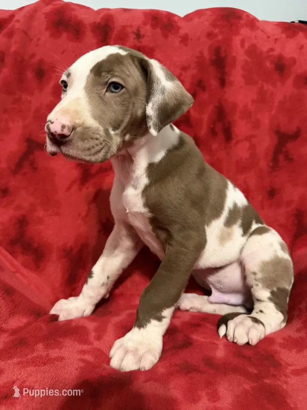 Puppy 1 – Great Dane puppy for sale in Hardinsburg, IN